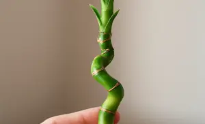 Bambú de la Suerte (Dracaena sanderiana)  Un clásico en la cultura oriental para atraer energía positiva y equilibrio.