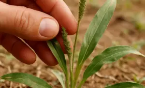 Eleusine indica (capín)  Hierba de ganso: la mayoría de las personas no tienen idea de lo poderosa que puede ser esta planta