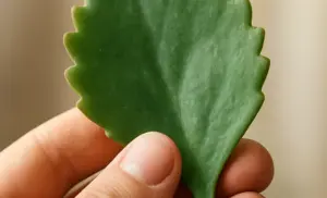 Kalanchoe: Si tienes esta planta en tu casa o el vecino