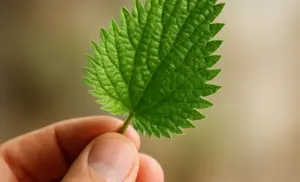 La Ortiga: La llaman la PLANTA DE LA ETERNA JUVENTUD porque regenera tus órganos y nutre las células de los pies a la cabeza.