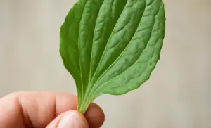 Qué es llantén y para qué sirve