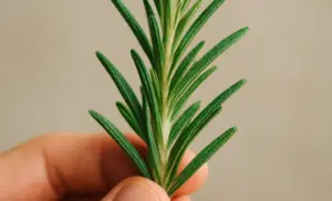 Té de ROMERO en ayunas por 15 días y no sufrirás más