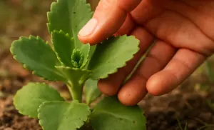 beneficios y usos de la planta kalanchoe