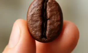 ¿Qué pasa si se toma café todos los días?