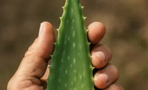 Aloe vera aplica este truco 10 días