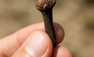 CLAVOS DE OLOR por 10 días