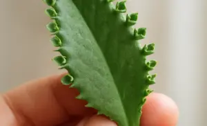 El Kalanchoe daigremontiana (Madre de Miles o Aranto) beneficios receta y uso por 7 dias