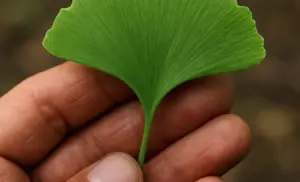 El ginkgo gingko o árbol de los cuarenta escudos es una especie de árbol del género Ginkgo usos y beneficios