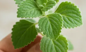 El orégano poleo (Plectranthus amboinicus) usos y beneficios