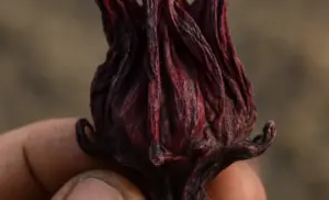 Hibisco (flor de jamaica) por 10 días