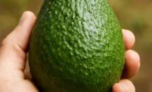 La Pepa del aguacate por 10 días