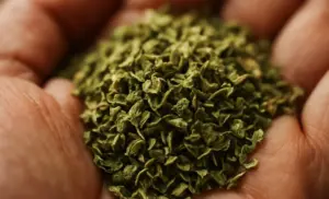 Solo ORÉGANO por 10 días beneficios