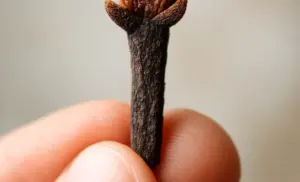 Té de CLAVOS DE OLOR por 10 días y se acaba