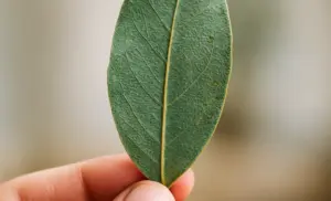 Té de EUCALIPTO por 10 días y se acaba