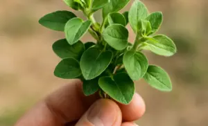 Té de ORÉGANO por 10 días