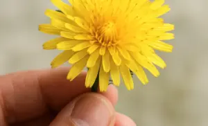 Té de diente de león por 10 días y se acaba