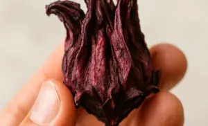 Té de hibisco (flor de jamaica) por 10 días beneficios y receta