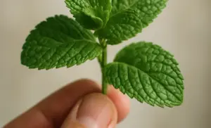 Té de hierba buena por 10 días y se acaba