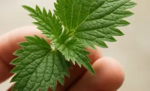 Té de ortiga por 10 días y se acaba