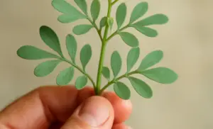 Té de ruda por 10 días y se acaba