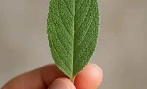 Té de salvia por 10 días y se acaba