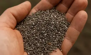 Tomar CHIAS por 10 días