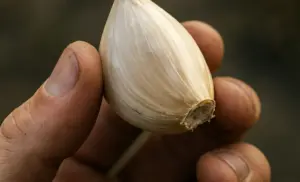 Un solo Diente de AJO por 10 días.