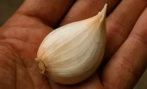 Un solo Diente de AJO por 10 días..