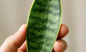 beneficios del El té de lengua de suegra (Sansevieria trifasciata)