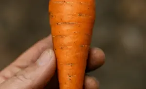 beneficios solo una zanahoria por 10 días