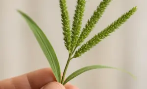 beneficios y usos de Eleusine indica conocida como pata de gallina o grama carraspera