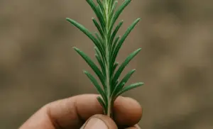 planta herbácea perenne beneficios para la salud y tiempo de usos
