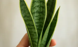 planta lengua de suegra: La planta que "reza" para atraer suerte y prosperidad a tu hogar.