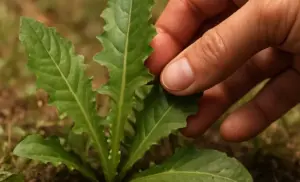 propiedades de El diente de león (Taraxacum officinale)